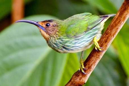 cyanerpes caeruleus female / yellow-legged honeycreeper female