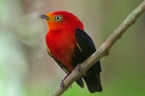 1.0 roodkruin manakin