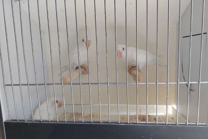 albino personatas