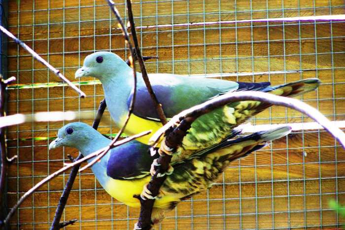 pigeons & fruit doves