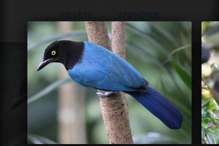 cyanocorax sanblasianus