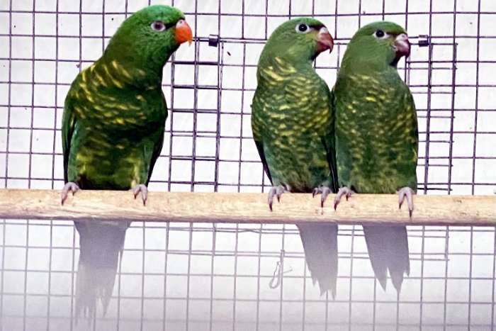 chlorolepidotus // schuppenlori