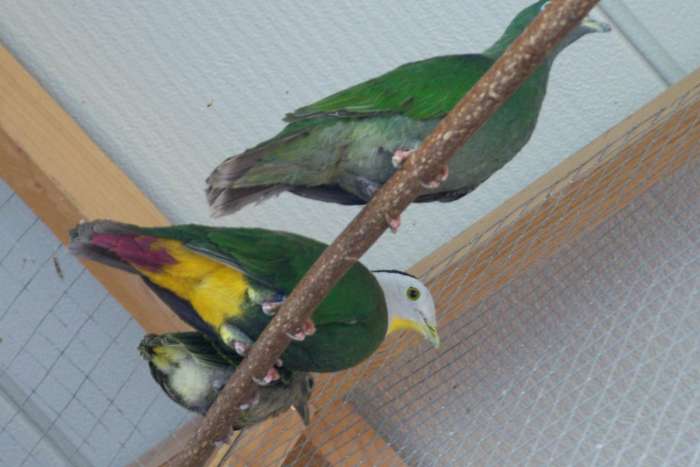 fruit pigeons & doves