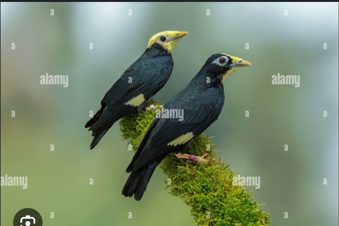 0-1 kroonmaina ampeliceps coronatus