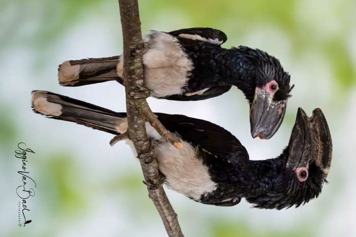 trompetneushoornvogel man
