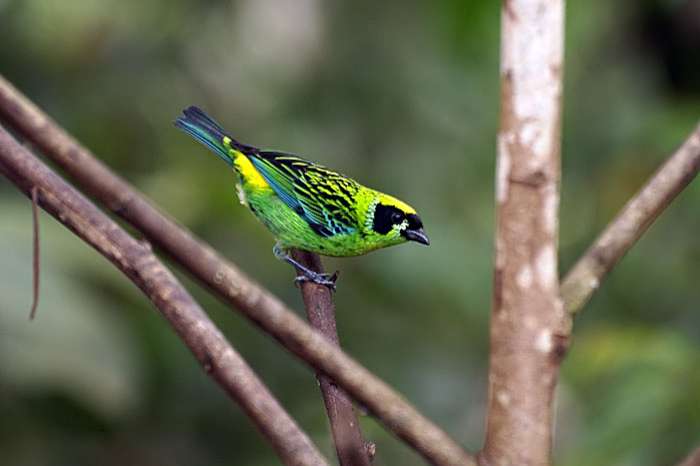 tangare schrankii