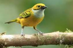tangara icterocephala