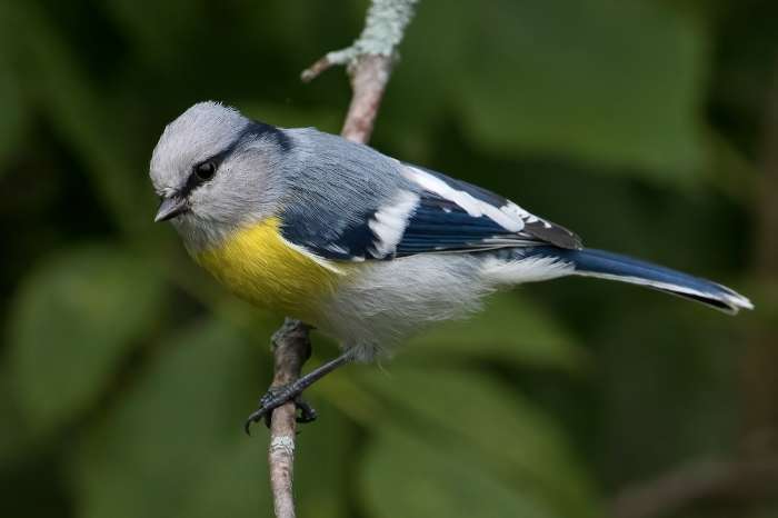 op zoek naar een paar cyanistes flavipectus