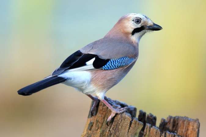 0-1 vlaamse gaai (garrulus glandarius)