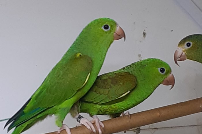 brotogeris tirica