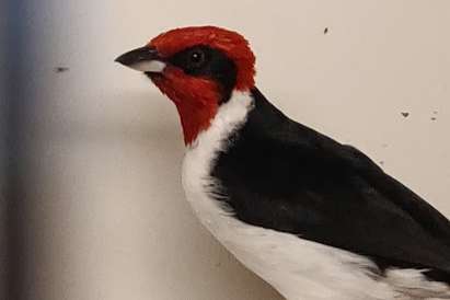 cardinal.  paroaria nigrogenis.