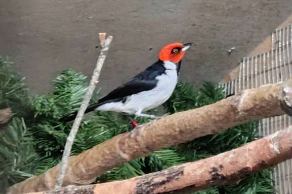 paroaria gularis