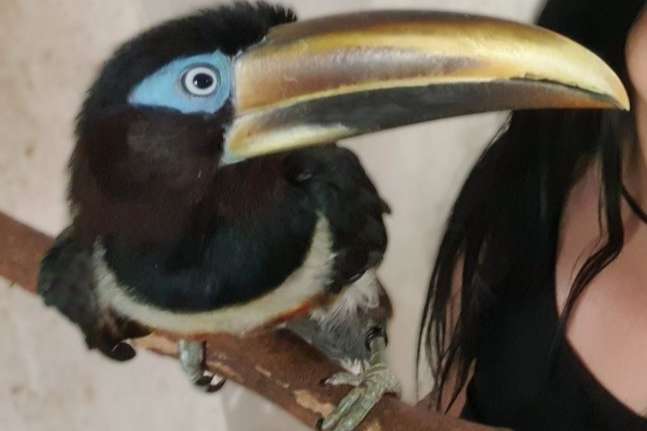 pteroglossus castanotis male