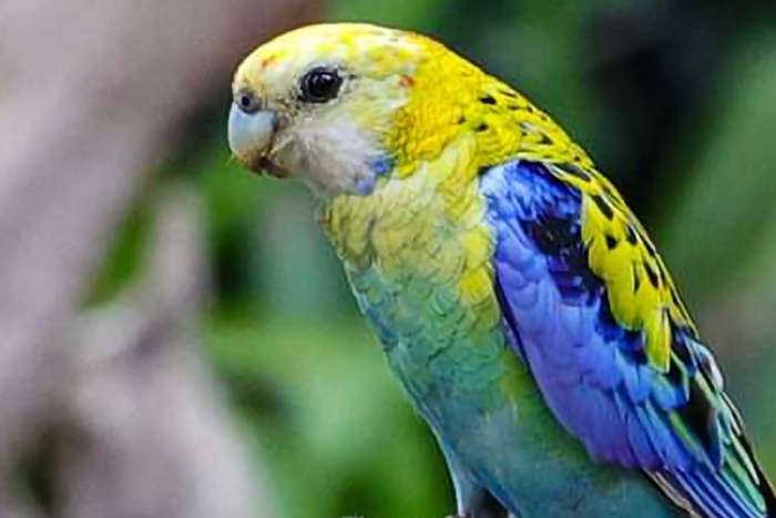 te koop 2 bleekkop rosella mannen.