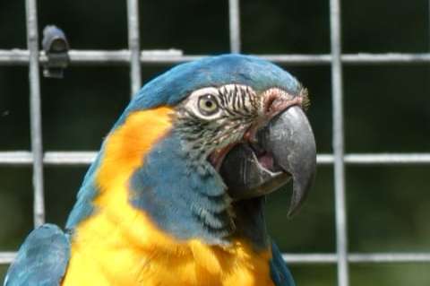 koppel blauwkeel ara's