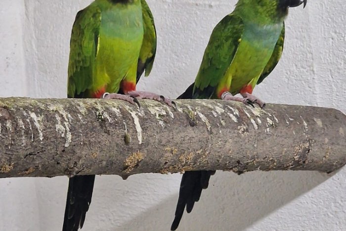 aratinga nandaya
