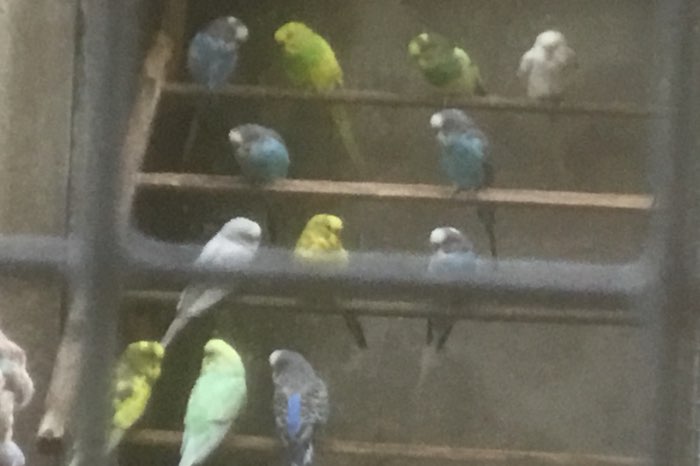 14 parkieten