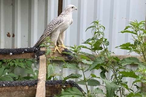 falco rusticolus x cherrug  wijf en tarsel (gier saker valk)