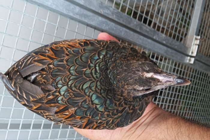 groen kamhoen - gallus varius