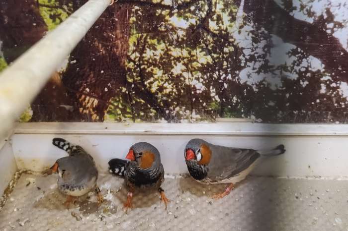 5 mannen, 2 poppen, div mutaties