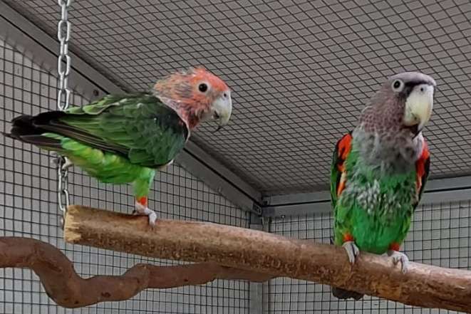 1.1 poicephalus f. fusicollis  14 /14 breeder