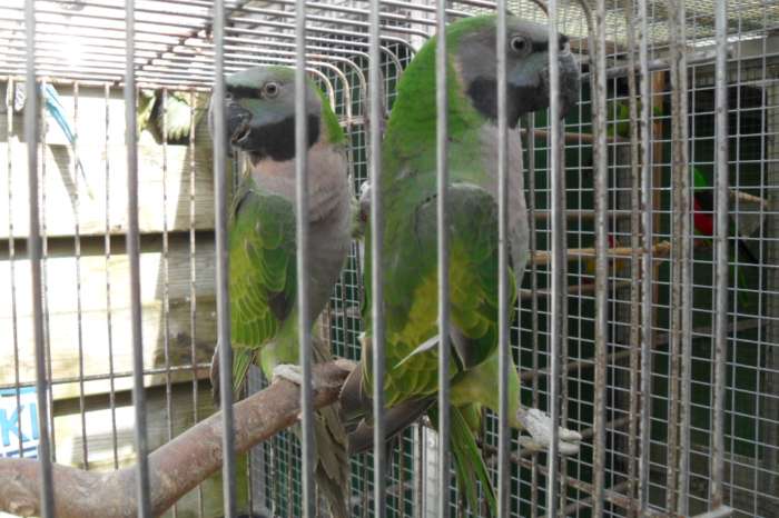 div vogels