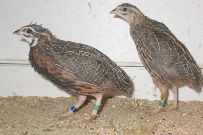 harlekijnkwartels