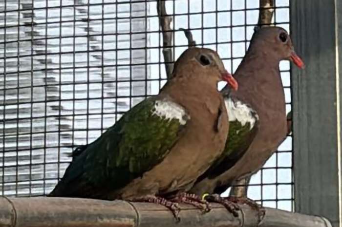 chalcophaps longirrostris red billed