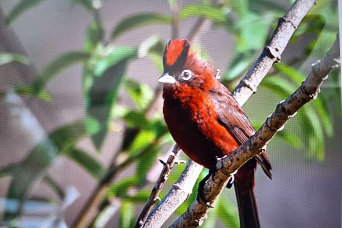 kroonvink