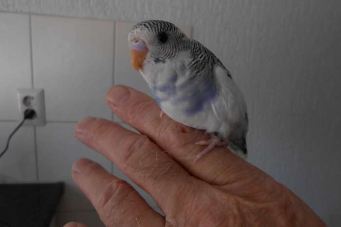 2e jonge grasparkiet nest 2 jong uit blok tam maak