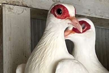 witte guineaduiven