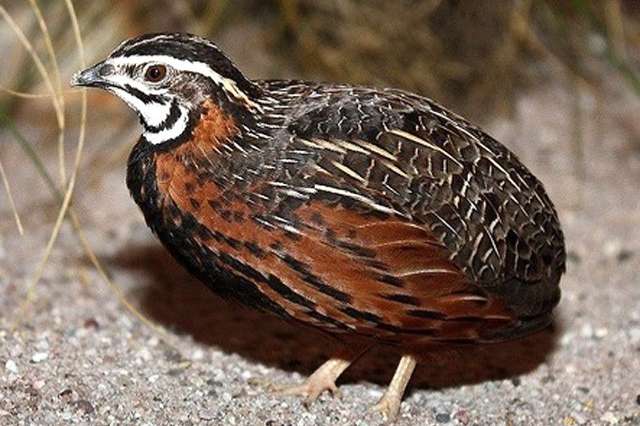 diverse koppels harlekijnkwartels