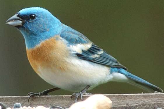 koppel  lazulivinken  ,passerina  amoena
