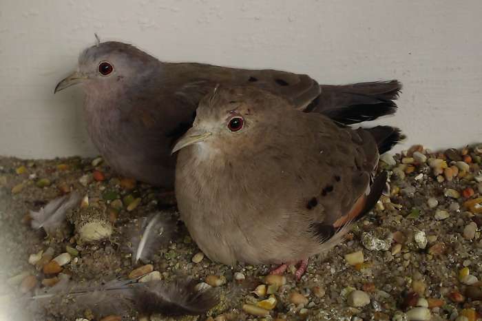 dwergduifjes, columbina minuta