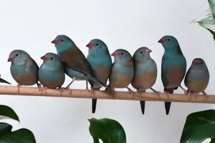 gezocht 1 of 2 koppels blauwkop blauwfazantjes