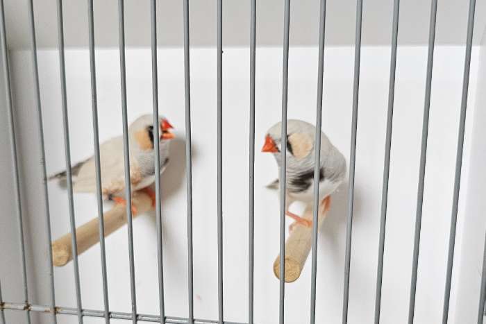 zebravinken te koop