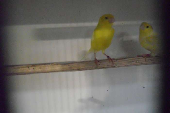 nog wat leuke vogeltjes