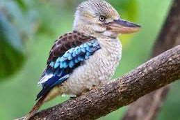 0-1 blauwvleugelkookaburra