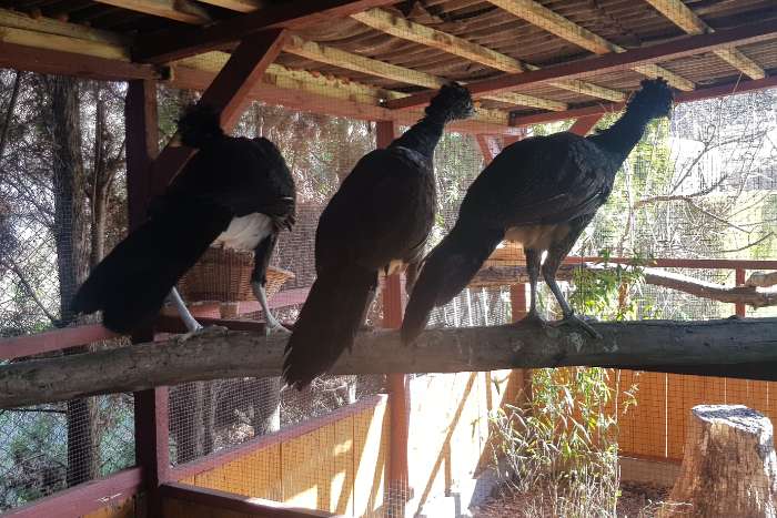 crax rubra, pauxi paxi - black and brown.