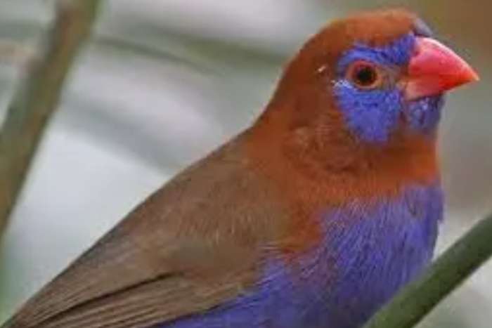 purple grenadier