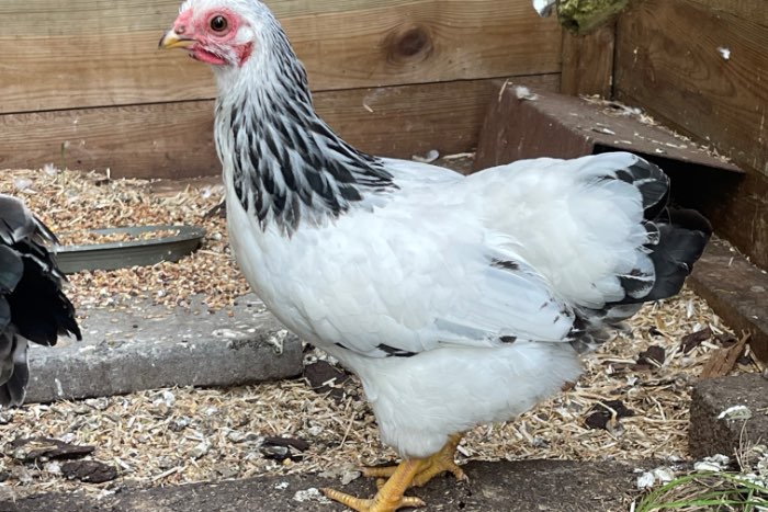 verschillende soorte kippen te koop, wyandotte, cochin en brahma