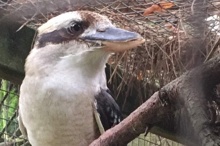 kookaburra 1-1-3