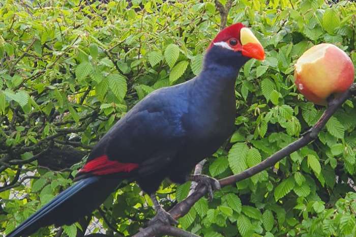 1-0 schildturako (musophaga violacea)