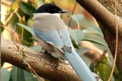 gezocht aziatische blauwe ekster pop.