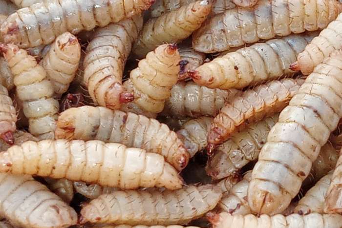 promo full box diepvries insecten / frozen insects !!!