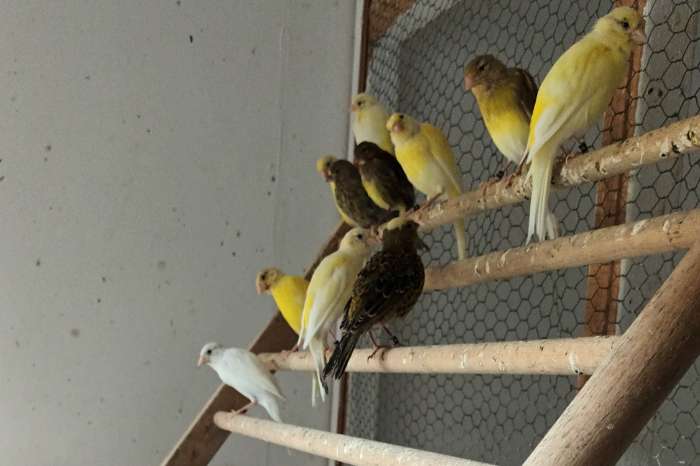 jonge vogels