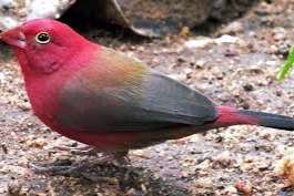 black-bellied firefinch lagonosticta rara gezocht