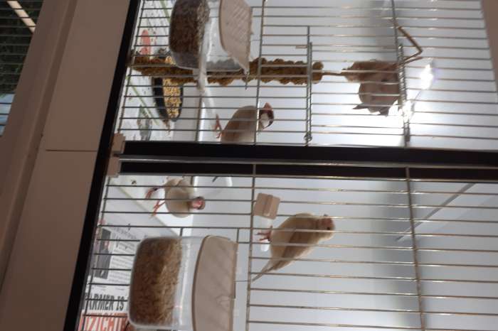 14 rijstvogels