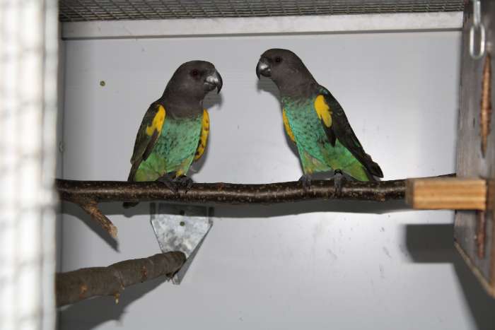 1-1 en 0-1 meyer-papegaaien (poicephalus meyeri damarensis)
