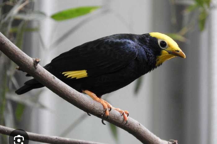 kroonmaina (ampeliceps coronatus)
